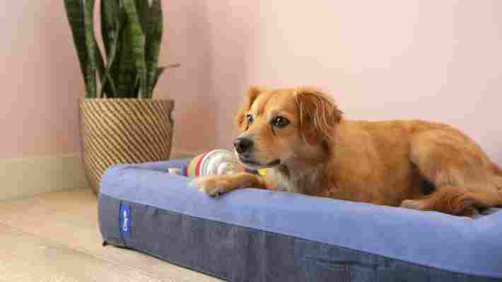 The Best Dog Beds for Pampering Your Pup